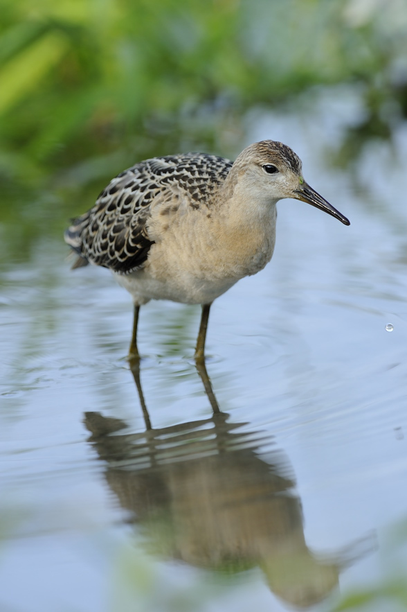 Porciglione, Combattente e Beccaccino